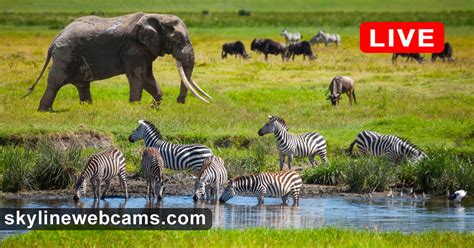 webcam tsavo east|live webcam for watering hole kenya.